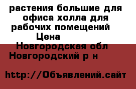 растения большие,для офиса,холла,для рабочих помещений. › Цена ­ 2 000 - Новгородская обл., Новгородский р-н  »    